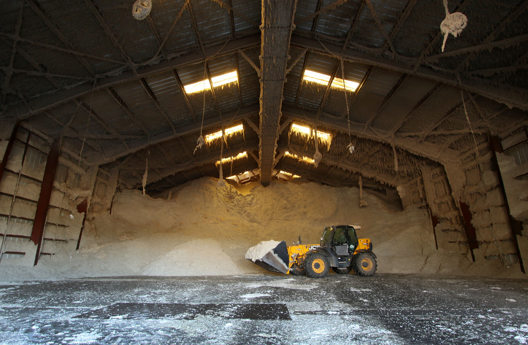 Cottonseed pic1